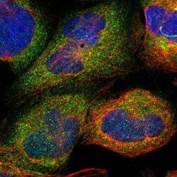 SDSL Antibody, Novus Biologicals 0.1mL; Unlabeled:Antibodies, Polyclonal